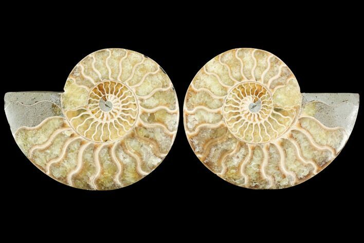 Sliced Ammonite Fossil - Agatized #114906